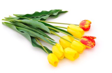 Beyaz arka planda renkli lale demeti. Bahar arkaplanı. 