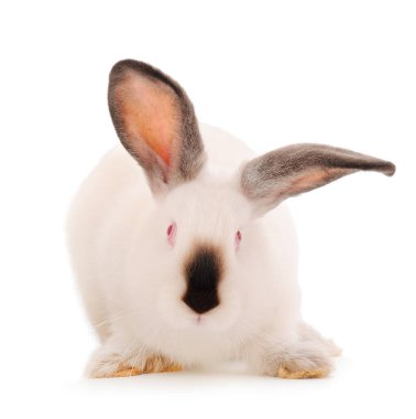 Beyaz arka planda izole beyaz tavşan.