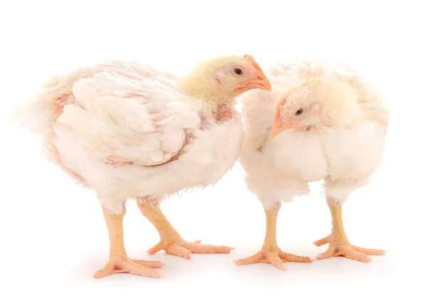 Two Chicken Young Broiler Chickens Isolated White Background — Stock Photo, Image