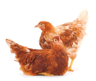 Beyaz arka planda iki genç kahverengi tavuk..