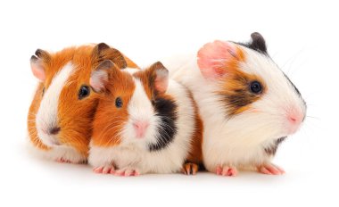 Beyaz arka planda izole edilmiş üç kobay. Komik, guinapig. 