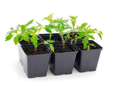 Beyaz arka planda izole edilmiş plastik kapta domates tohumları.