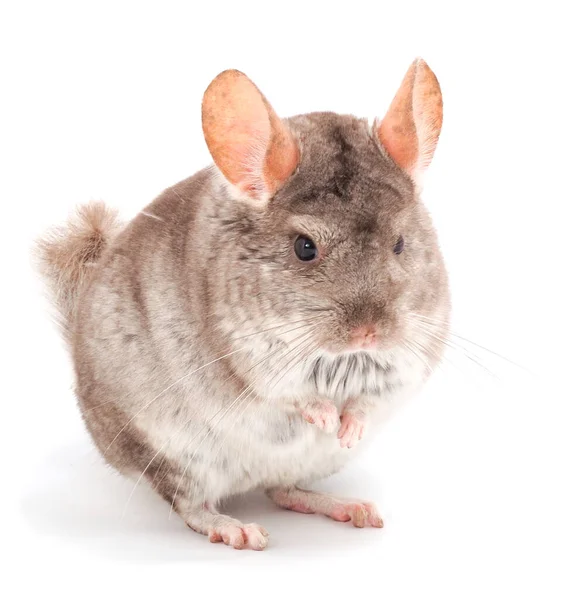 Pequeña Chinchilla Gris Aislada Sobre Fondo Blanco —  Fotos de Stock