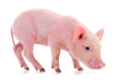 Beyaz arka planda izole edilmiş küçük pembe domuz..