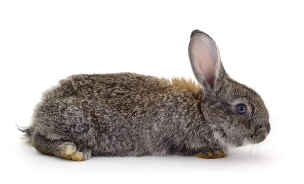 Lapin Gris Isolé Sur Fond Blanc — Photo