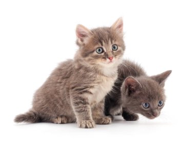 Beyaz arka planda iki küçük gri kedi yavrusu.