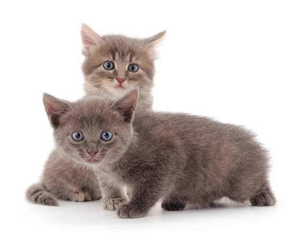 Beyaz Arka Planda Iki Küçük Gri Kedi Yavrusu — Stok fotoğraf