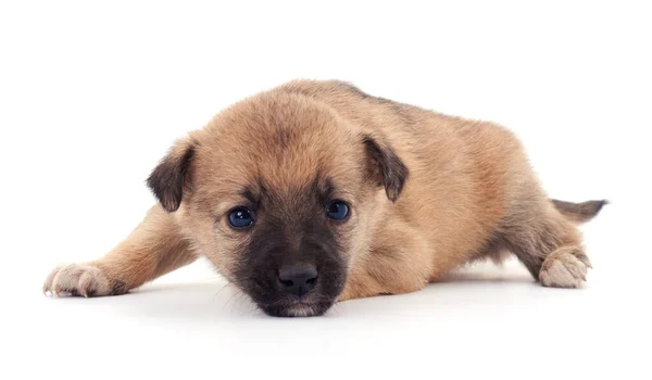 One Little Puppy Isolated White Background — Stock Photo, Image