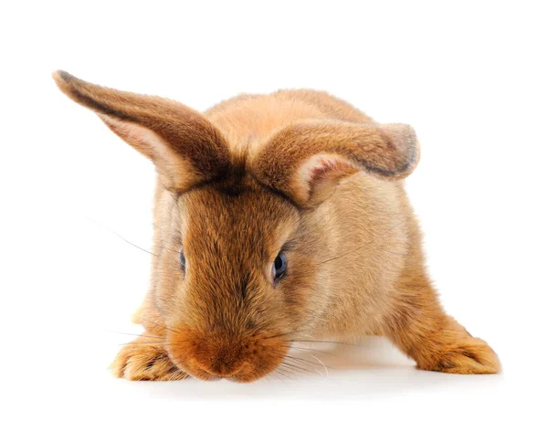 在白色背景上分离的棕色兔子 — 图库照片