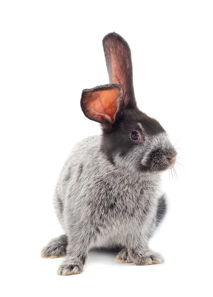 Graues Kaninchen Isoliert Auf Weißem Hintergrund — Stockfoto