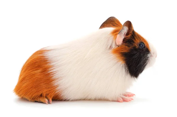 Cochon Guinée Isolé Sur Fond Blanc Est Drôle Guineapig — Photo