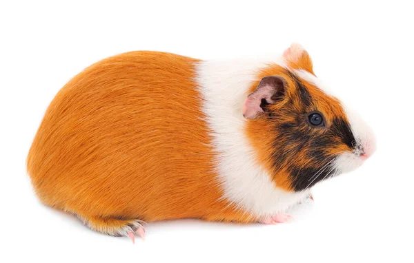 Cochon Guinée Isolé Sur Fond Blanc Est Drôle Guineapig — Photo