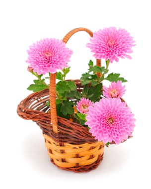 Sonbahar, beyaz arka planda izole edilmiş sepetteki güzel renkli kasımpatı çiçekleri..