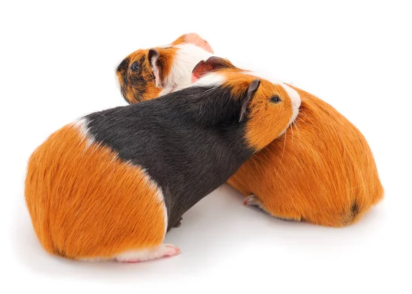 Two Guinea Pigs Isolated White Background Funny Guineapig — Stock Photo, Image