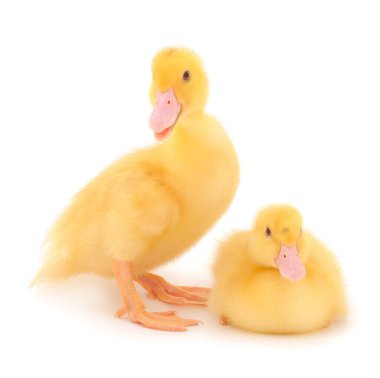 Küçük şirin ördek yavrusu beyaz arka planda tek başına duruyor..