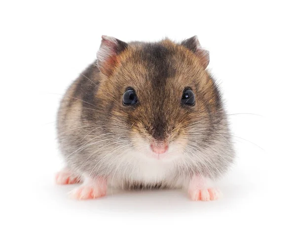 Dvärg Grå Hamster Isolerad Vit Bakgrund — Stockfoto