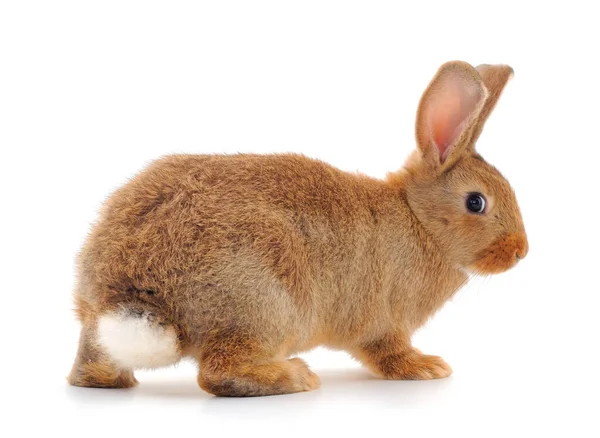 Braunes Kaninchen Isoliert Auf Weißem Hintergrund — Stockfoto