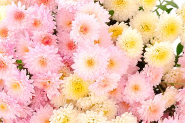 Sonbahar güzel renkli çiçekler kasımpatı, arka plan.