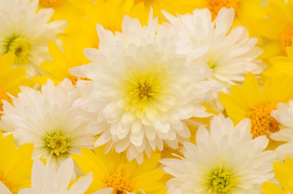 Ősz Gyönyörű Színes Virágok Krizantém Háttér — Stock Fotó