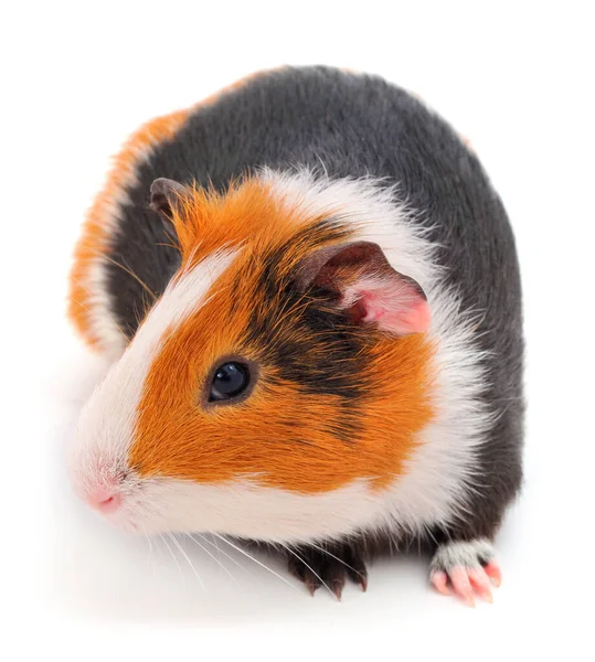 Guinee Varken Geïsoleerd Witte Achtergrond Grappig Cavia — Stockfoto