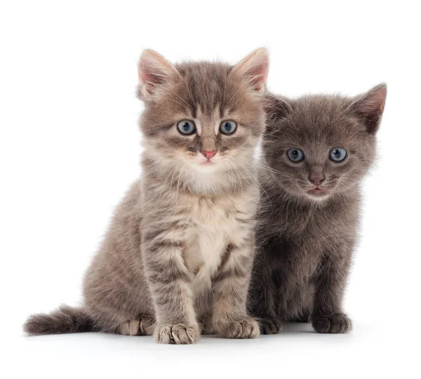 Два Маленьких Котенка Изолированы Белом Фоне — стоковое фото
