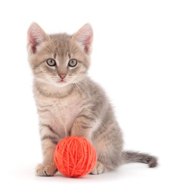 Küçük kedi yavrusu beyaz arka planda izole edilmiş bir iplik yumağıyla oynuyor..