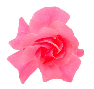 Dal üzerinde pembe gül çiçeği ve beyaz arkaplanda izole edilmiş yaprak.