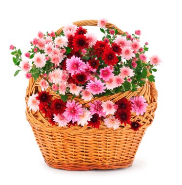 Sonbahar, beyaz arka planda izole edilmiş sepetteki güzel renkli kasımpatı çiçekleri..