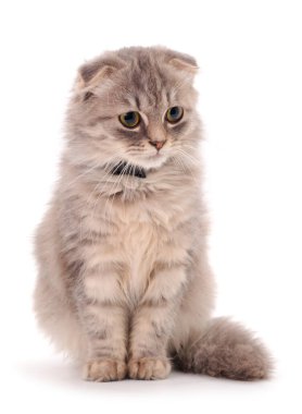 Beyaz arka planda küçük gri kedi yavrusu.