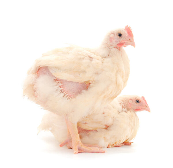 Two chicken or young broiler chickens on isolated white background.