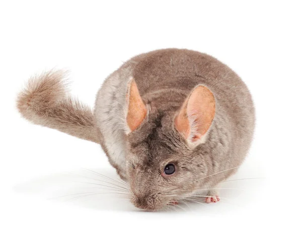 Piccola Cincilla Grigia Isolata Sfondo Bianco — Foto Stock