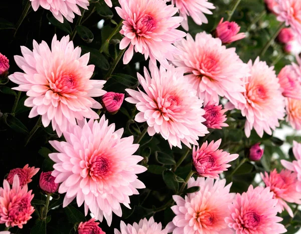 Herbst Schöne Bunte Blumen Hintergrund — Stockfoto