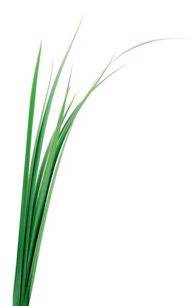 Куча Свежей Зеленой Травы Белом Фоне — стоковое фото