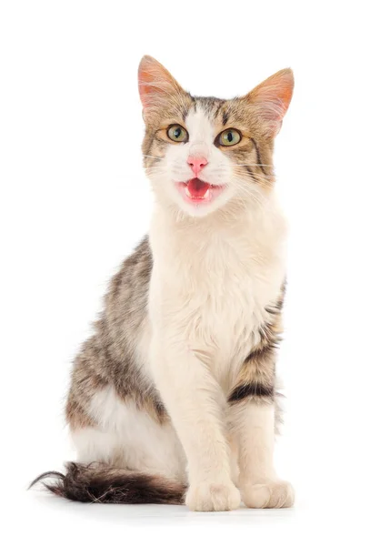 Hermosa Casa Marrón Gato Sobre Fondo Blanco — Foto de Stock