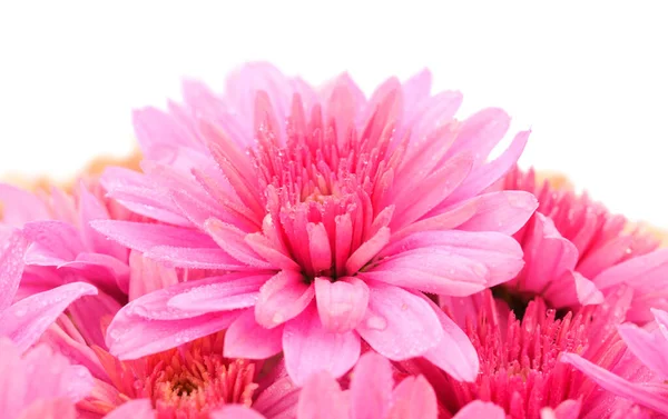 Ősz Gyönyörű Színes Virágok Krizantém Elszigetelt Fehér Háttér — Stock Fotó
