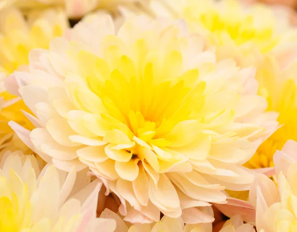 Herbst Schöne Bunte Blüten Der Chrysantheme Isoliert Auf Weißem Hintergrund — Stockfoto