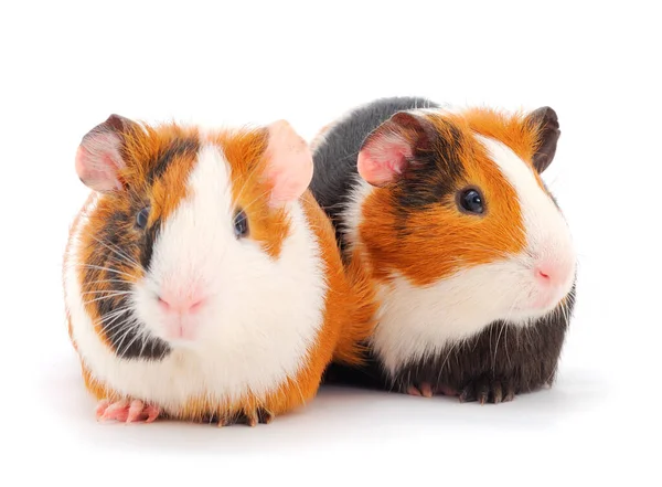 Twee Cavia Geïsoleerd Witte Achtergrond Grappig Cavia — Stockfoto