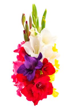 Beyaz arka planda izole edilmiş güzel bir buket gladiolus çiçeği. Kutlama kartı boş.. 