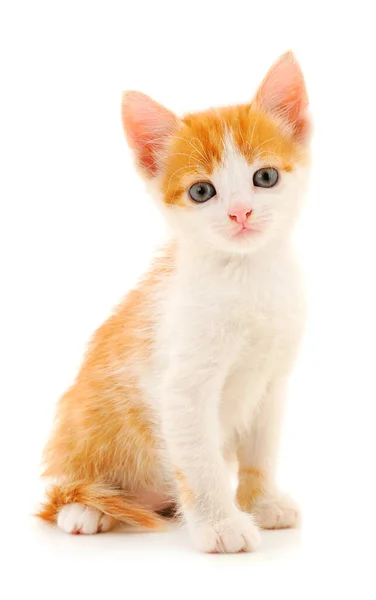 Kucing Merah Kecil Pada Latar Belakang Putih — Stok Foto