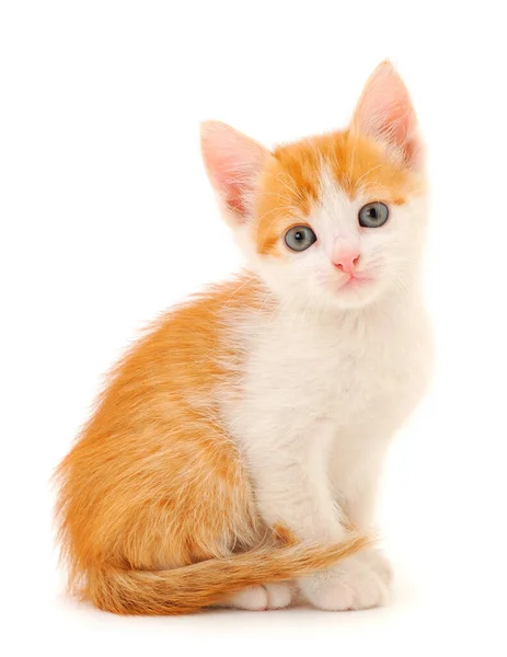 Small Red Kitten White Background — Stock Photo, Image