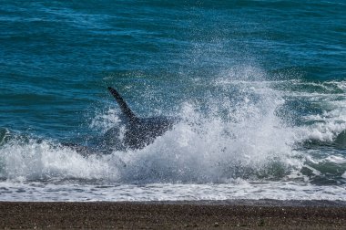 Katil balina avcısı deniz aslanları, Yarımada Valdes, Patagonya Argen