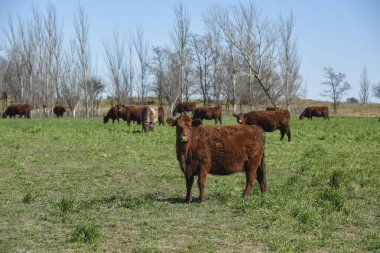 Pampas kırsalında sığırlar, La Pampa, Arjantin.