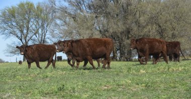 Pampas kırsalında sığırlar, La Pampa, Arjantin.