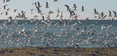 Martı ve deniz kabuğu sürüsü, Patagonya, Arjantin