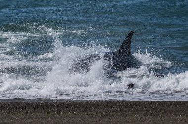 Katil balina avcısı deniz aslanları, Yarımada Valdes, Patagonya Argen
