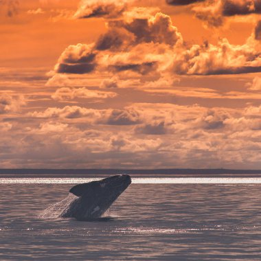 Balina Patagonya Arjantin 'de gün batımında
