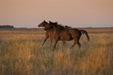 Gün batımında at silueti, kırsal bölgede, La Pampa, Argenti
