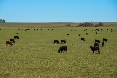 Pampas kırsalında sığırlar, La Pampa, Arjantin.