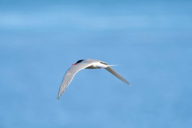 Patagonya, Arjantin 'de sandviçler uçuyor..