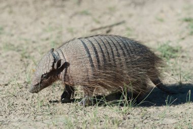 Kıllı Armadillo, çöl ortamında, Yarımada Valdes, Patago